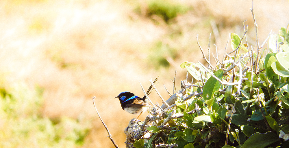 Superb fairy-wren