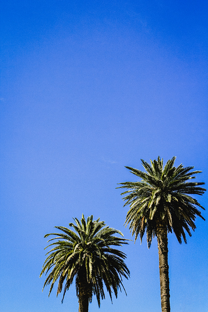 Palmtrees