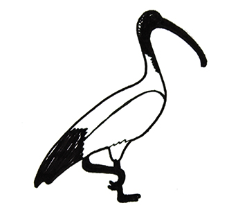 Oh, un ibis!